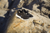 Viking Thrill Sandal 1V SL